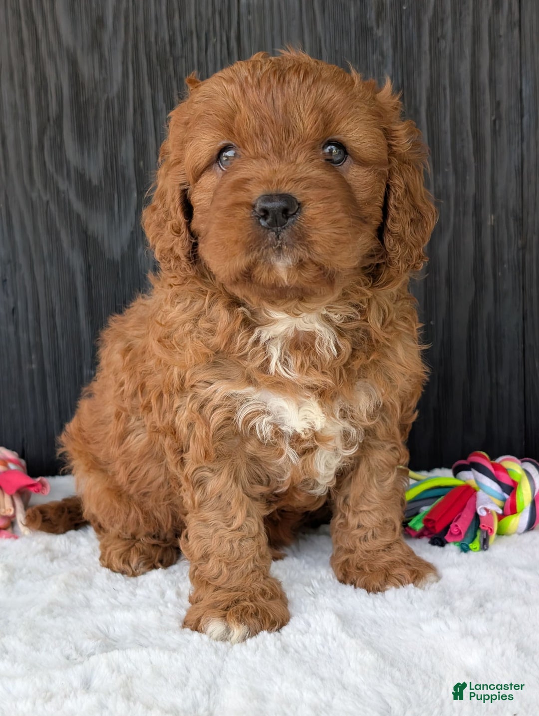 Cavapoo dogs for sale: Toby - Image 2