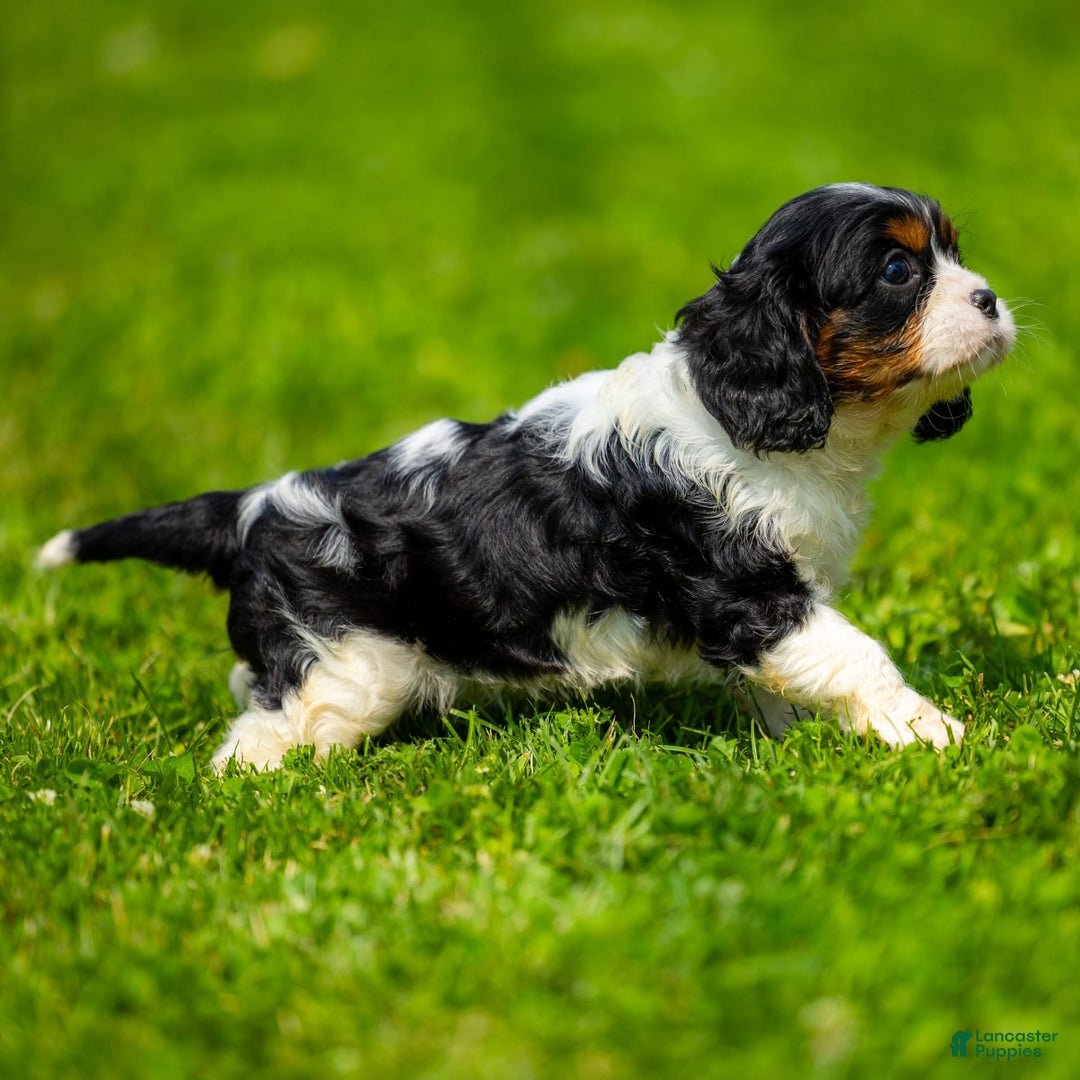 Cavalier King Charles Spaniel dogs for sale: Nila - Image 2