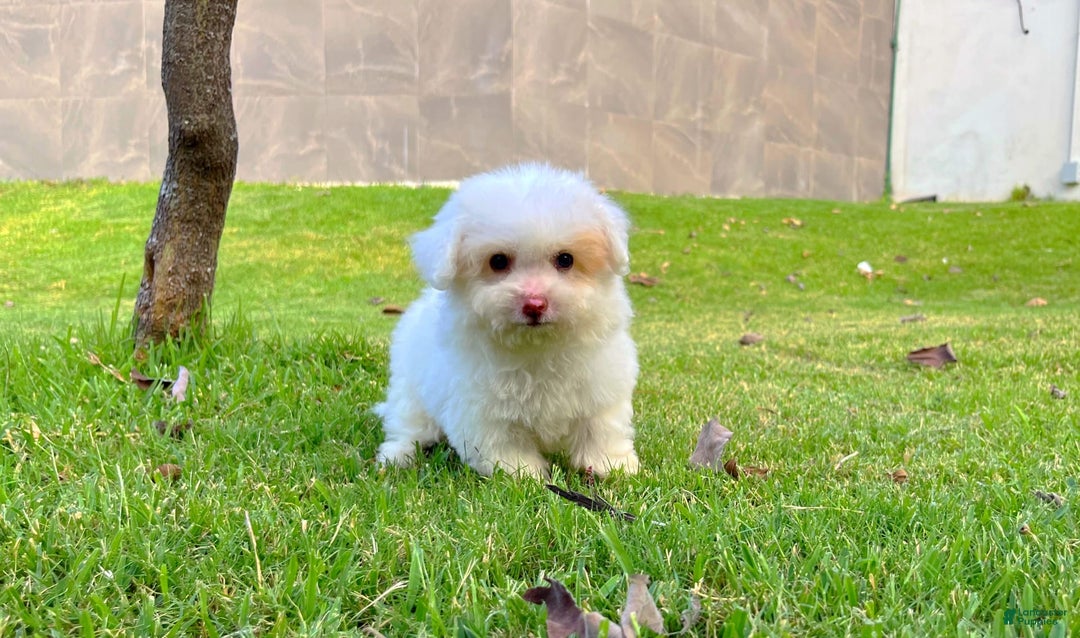 Toy Poodle dogs for sale: Ranger - Image 2