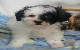 Shihpoo dogs for sale: Royal - Image 3