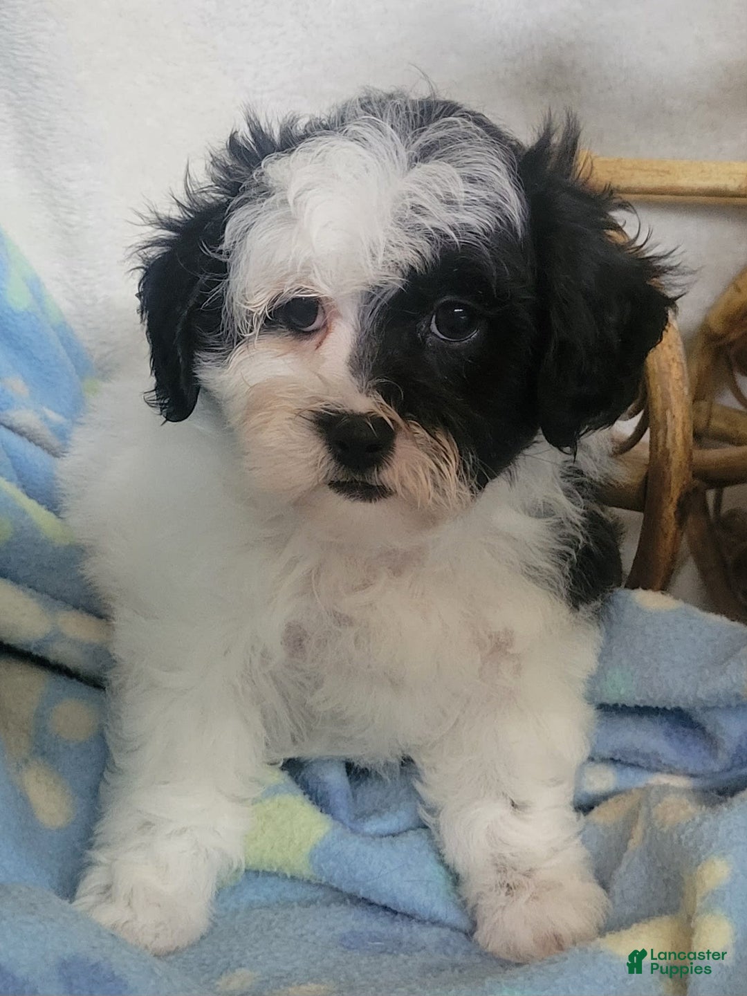 Shihpoo dogs for sale: Royal - Image 3