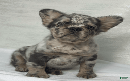 French Bulldog dogs for sale: cleo - Image 3