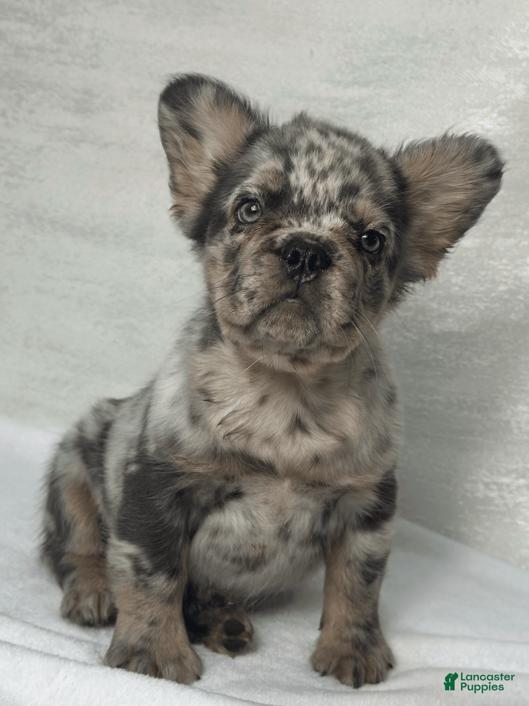 French Bulldog dogs for sale: cleo - Image 3