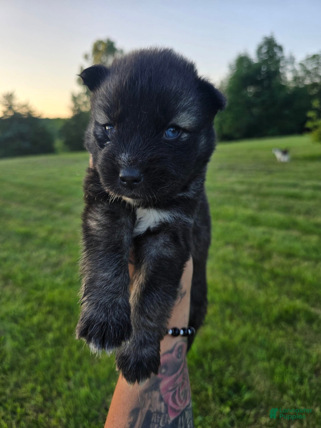 Siberian Husky dogs for sale: Leroy - Image 2