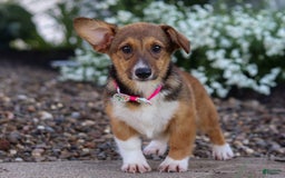 Welsh Corgi Pembroke dogs for sale: Daisy - Image 20