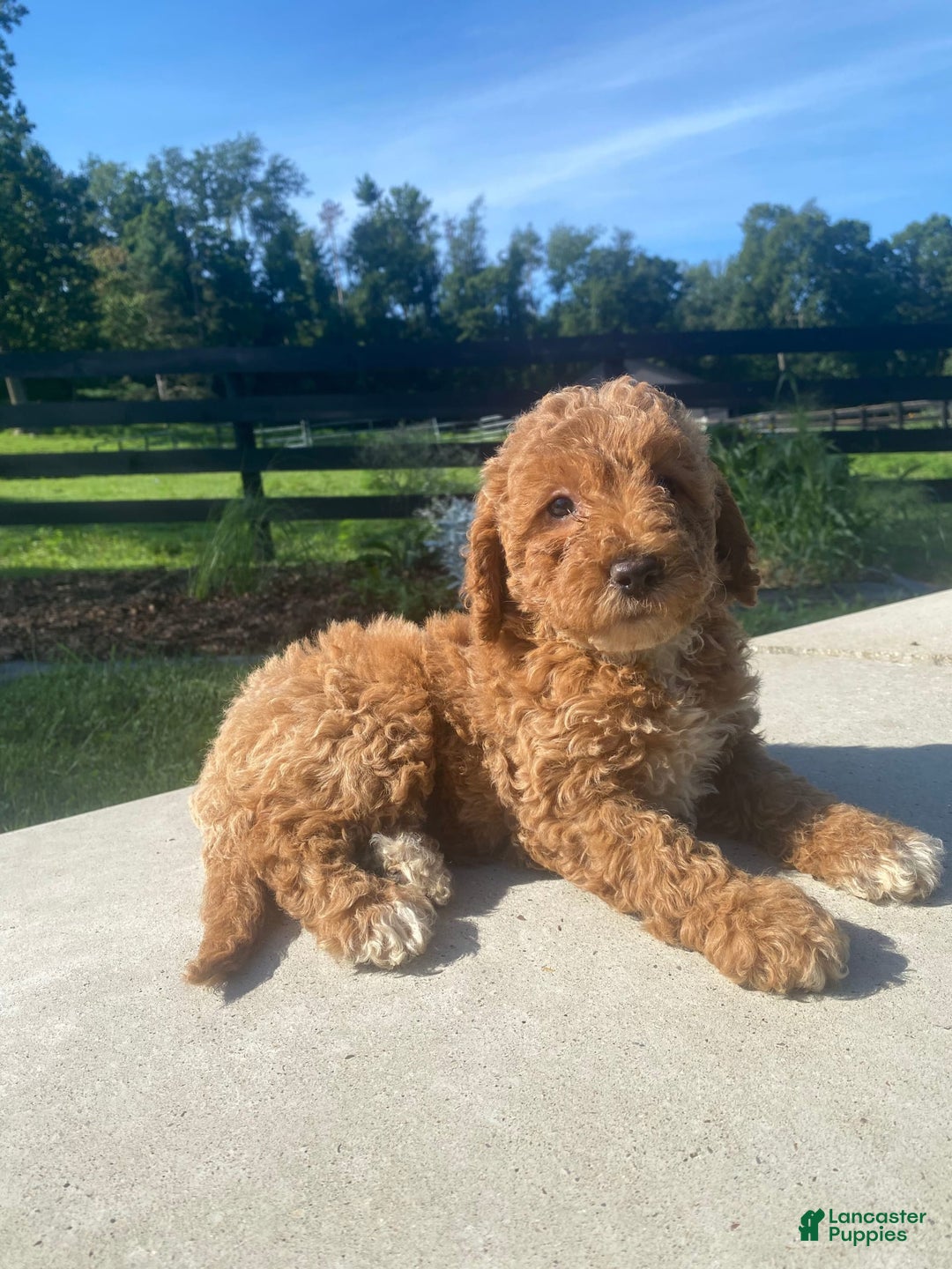 Mini Goldendoodle dogs for sale: Darla - Image 1