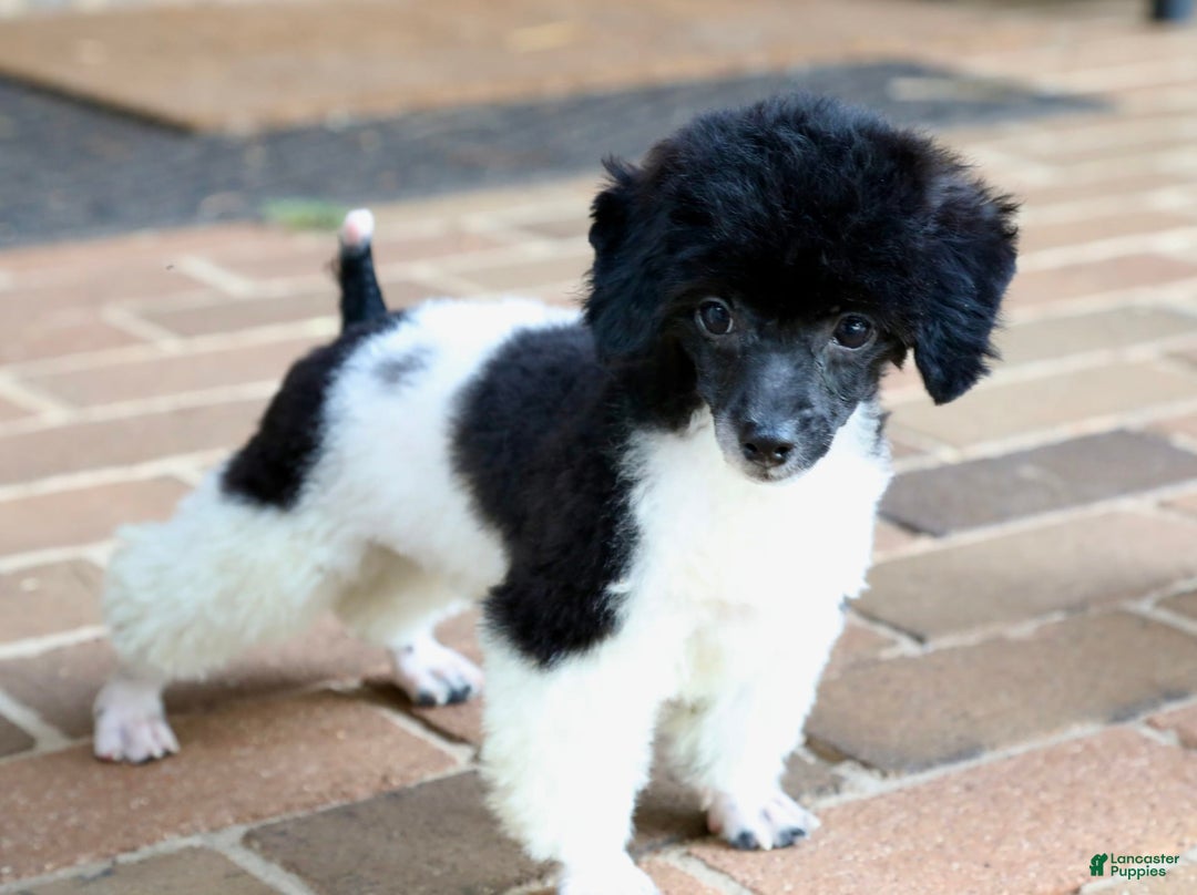 Miniature Poodle dogs for sale: Nugget - Image 14