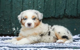 Australian Shepherd dogs for sale: Atlas - Image 11