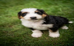 Bernedoodle dogs for sale: Bessie - Image 12