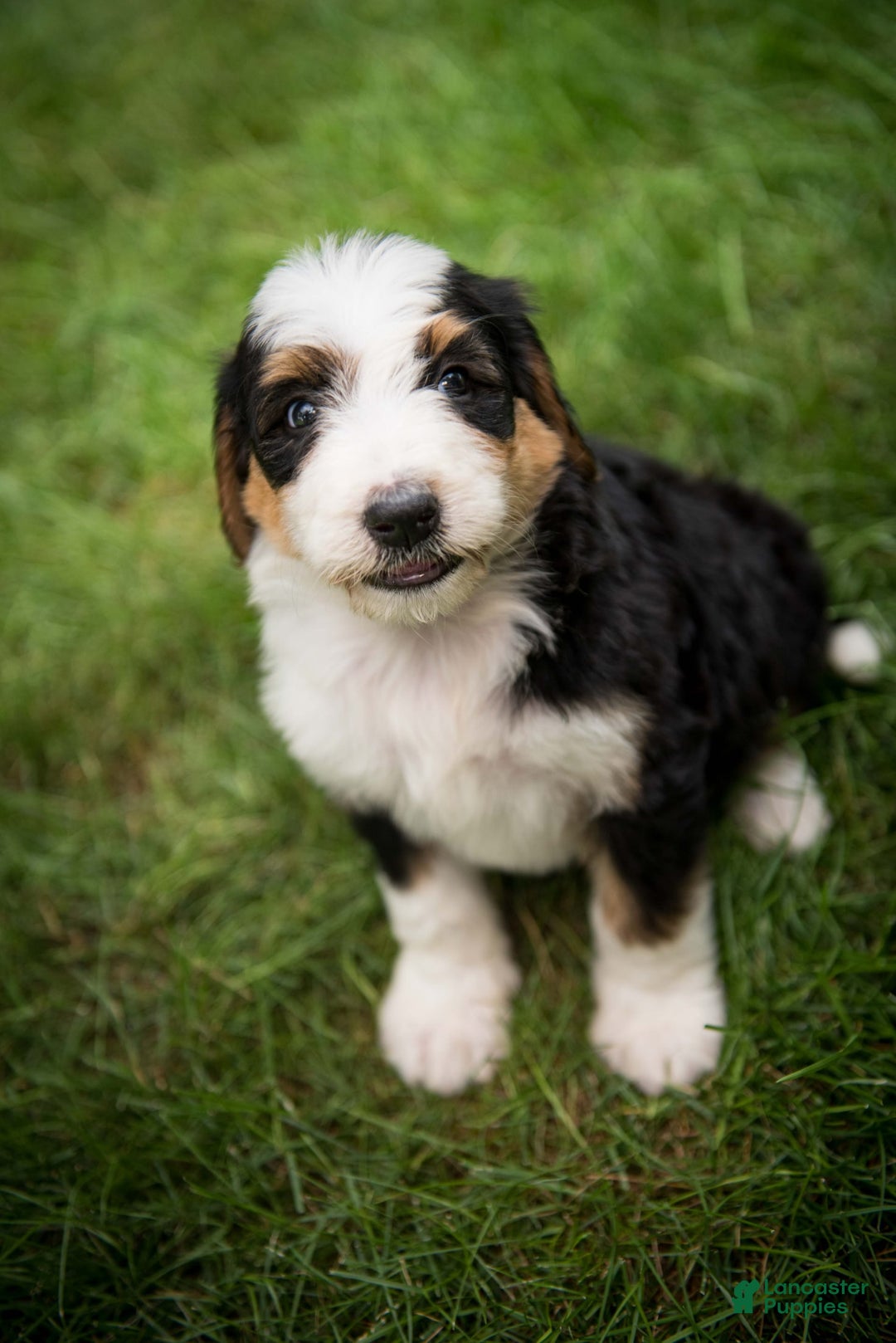 Bernedoodle dogs for sale: Bessie - Image 12
