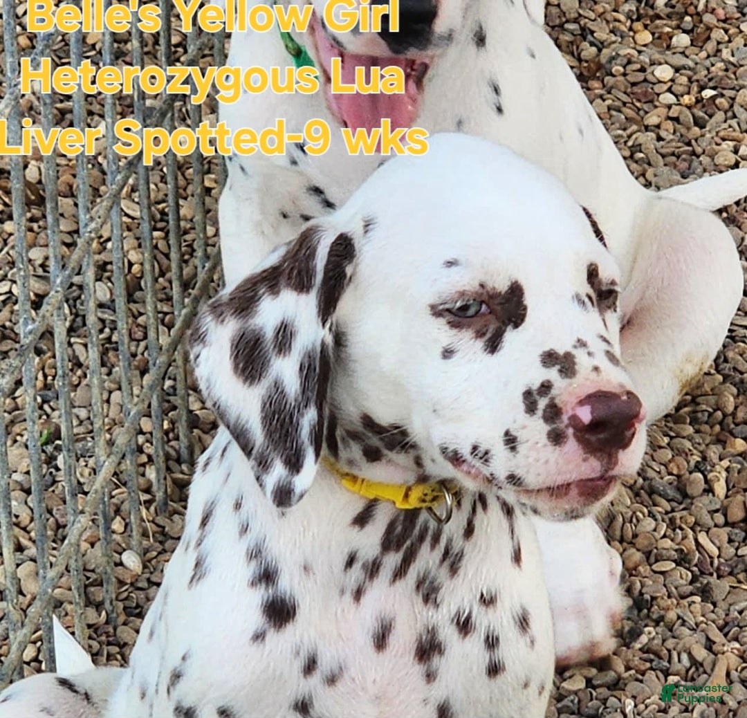 Dalmatian dogs for sale: Belles Yellow Lua Liver Spotted Girl - Image 4