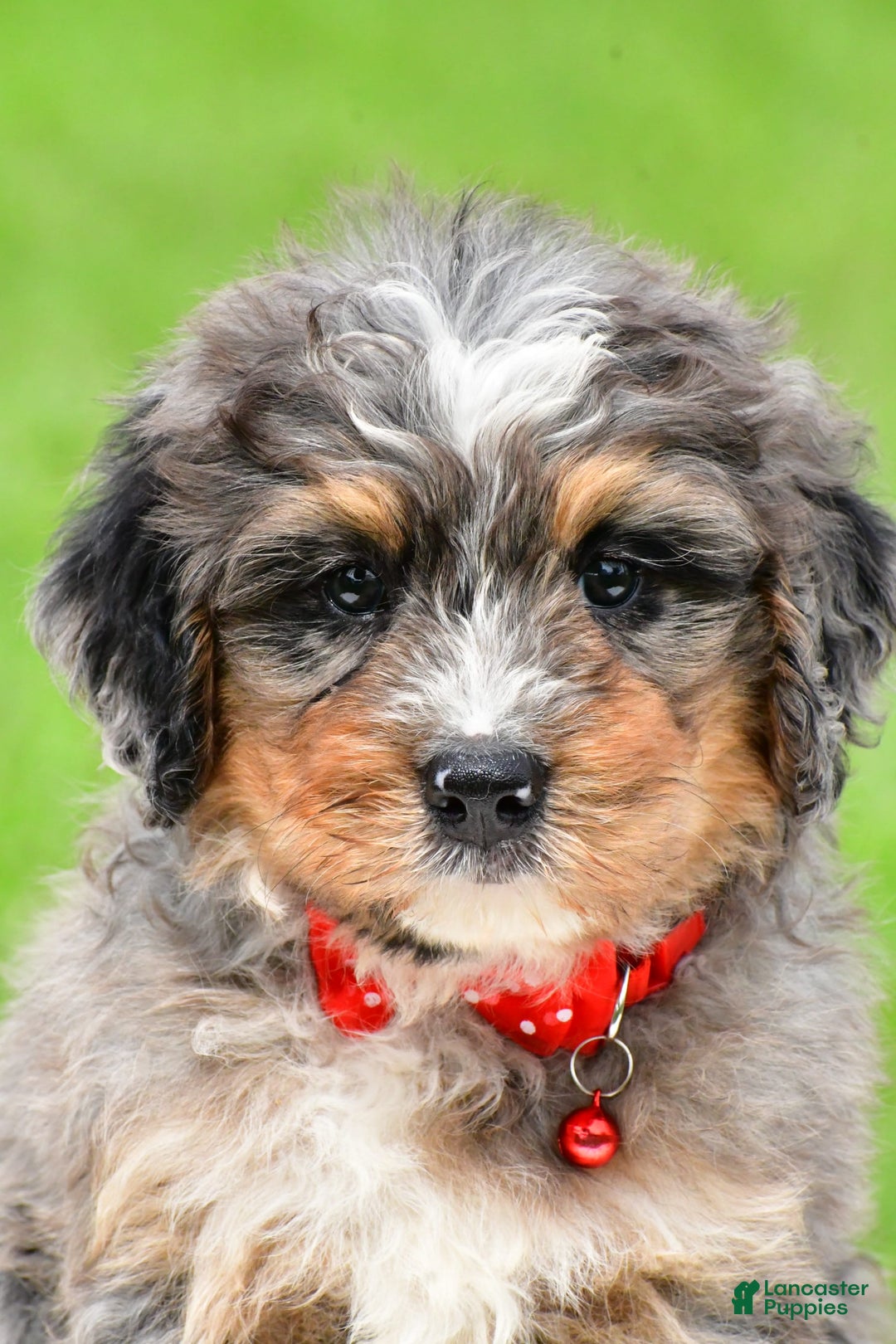 Mini Bernedoodle dogs for sale: Jerry - Image 2