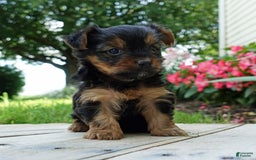 Yorkshire Terrier dogs for sale: Brynne - Image 5