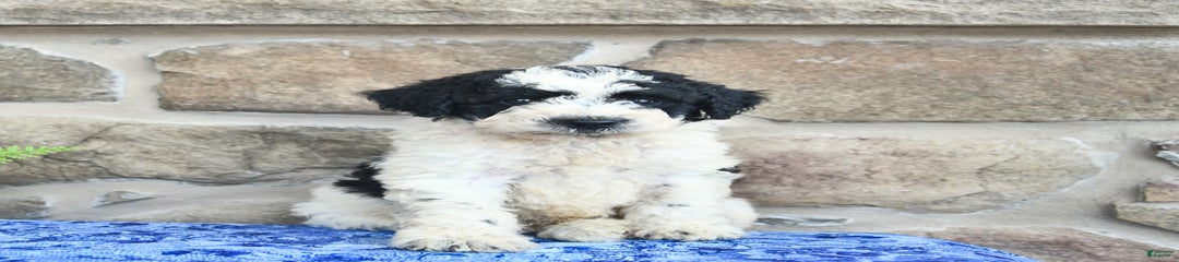 Samson