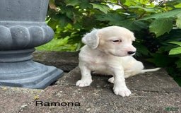 English Setter dogs for sale: Ramona - Image 1