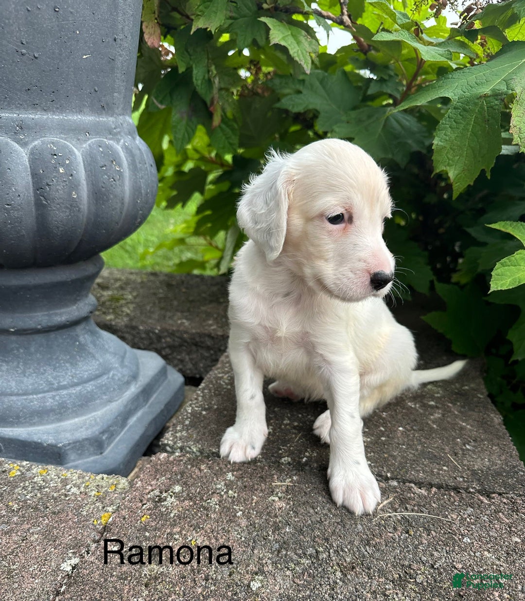 English Setter dogs for sale: Ramona - Image 1