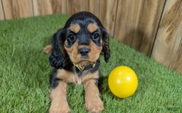 Cavalier King Charles Spaniel dogs for sale: Brin Girl 4 - Image 10