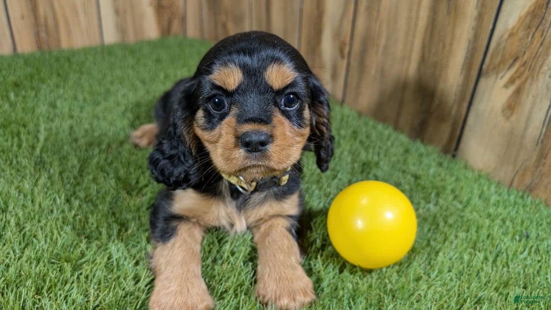 Cavalier King Charles Spaniel dogs for sale: Brin Girl 4 - Image 10