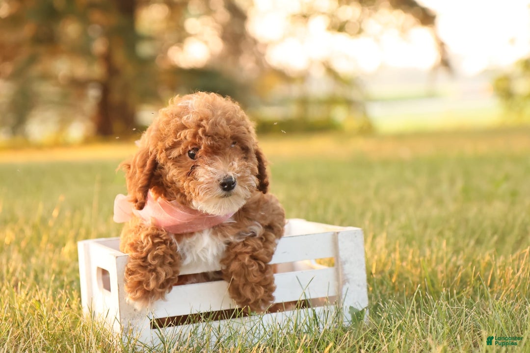 Toy Poodle dogs for sale: Skittles - Image 1
