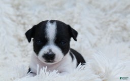 Chihuahua dogs for sale: Neyah - Image 6