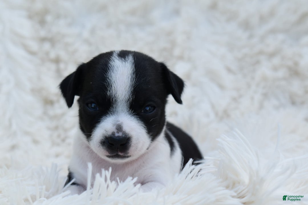 Chihuahua dogs for sale: Neyah - Image 6
