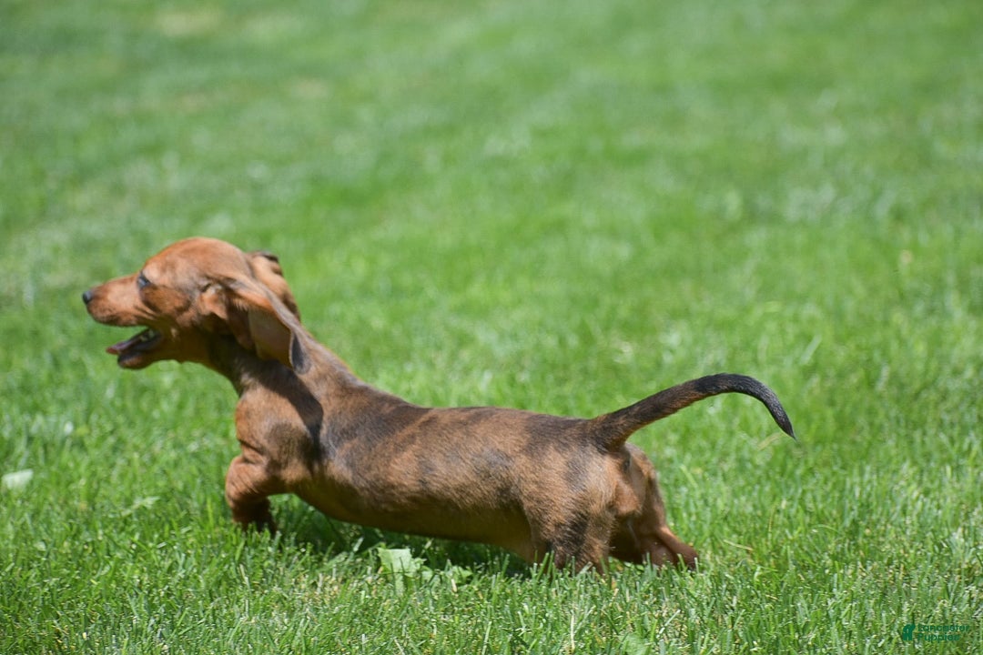 Dachshund dogs for sale: Bella - Image 15