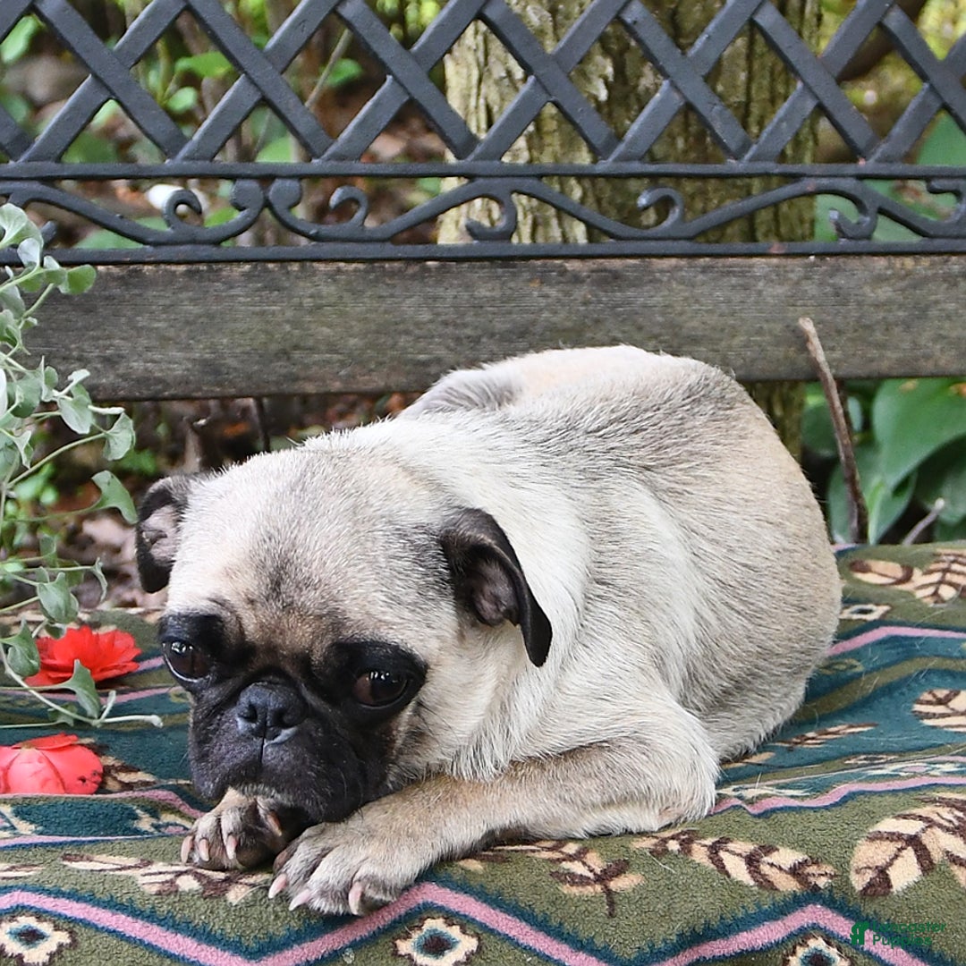 Pug dogs for sale: Betsy - Image 4