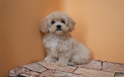 Maltipoo dogs for sale: Agustin - Image 12