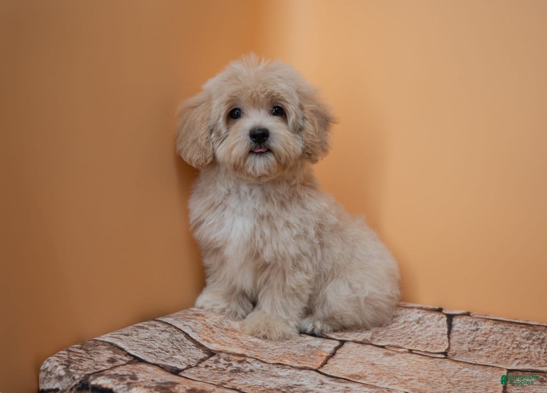 Maltipoo dogs for sale: Agustin - Image 12