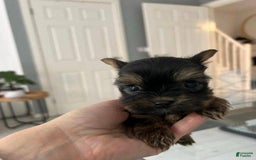 Yorkshire Terrier dogs for sale: Bella - Image 2
