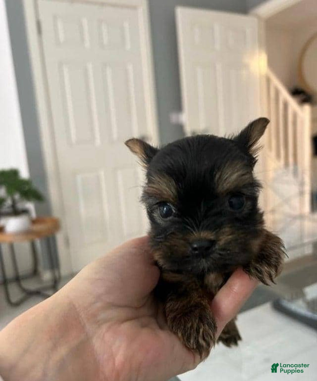 Yorkshire Terrier dogs for sale: Bella - Image 2