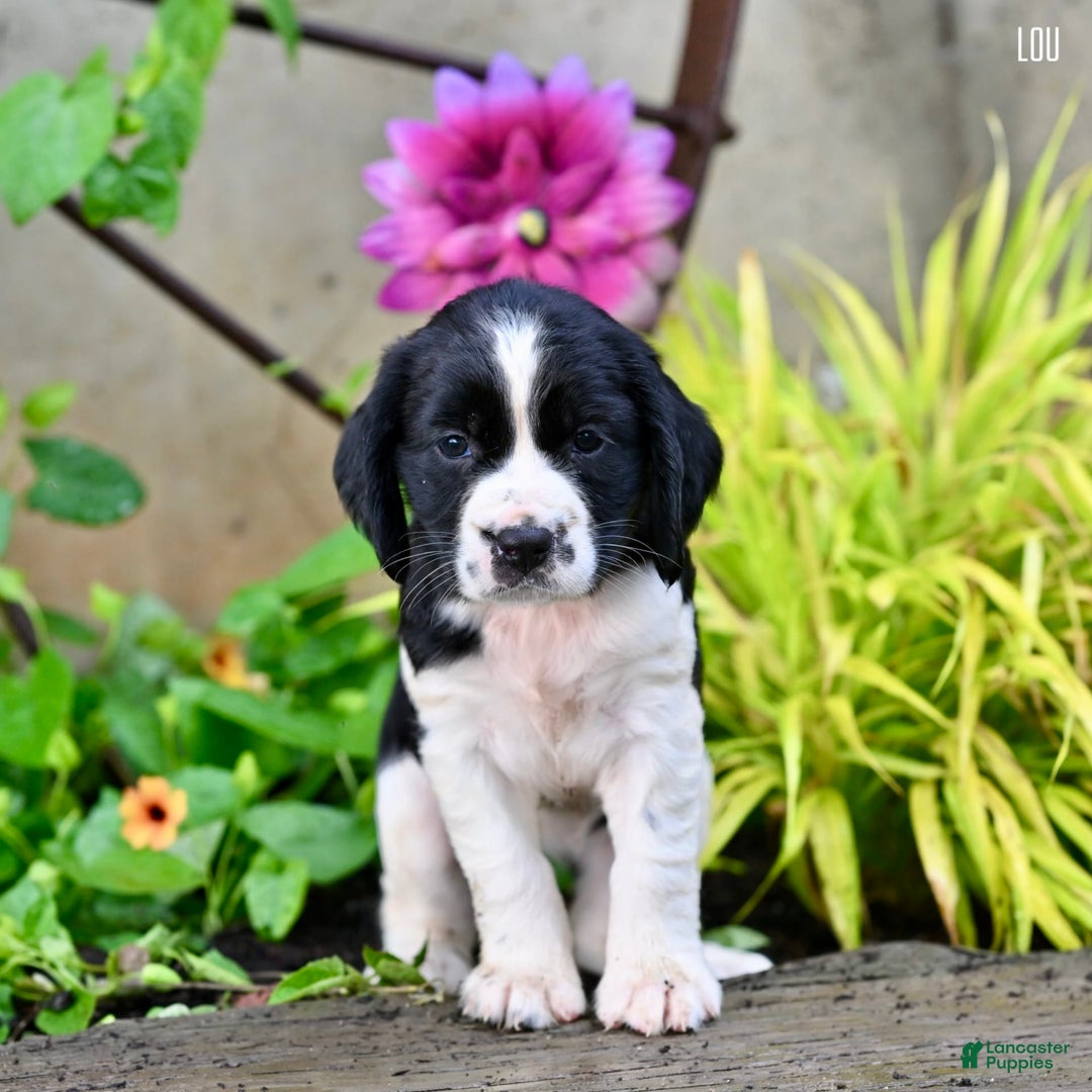 English Springer Spaniel dogs for sale: Lou - Image 6