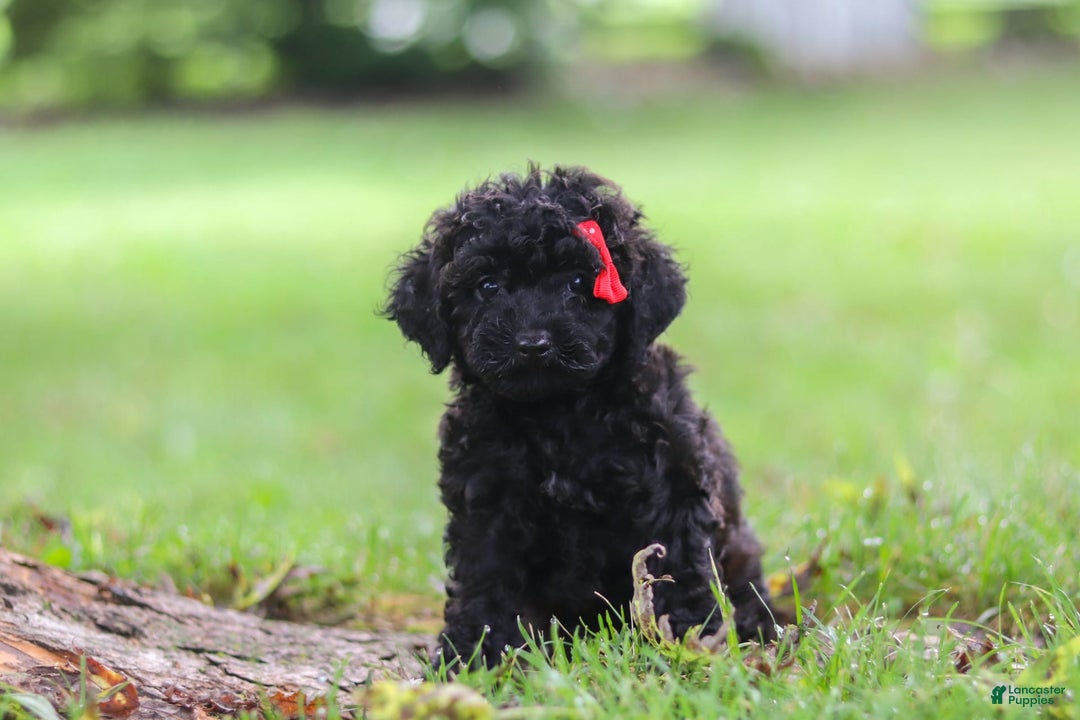 Miniature Poodle dogs for sale: Evelyn - Image 1
