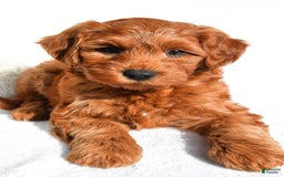  dogs for sale: Asher - Image 2