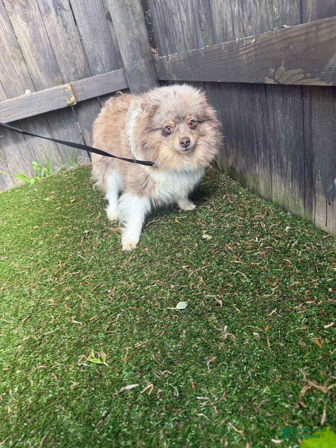 Pomeranian dogs for sale: Austin - Image 15