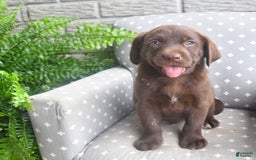 Labrador Retriever dogs for sale: Labrador Retriever 6 puppies - Image 13