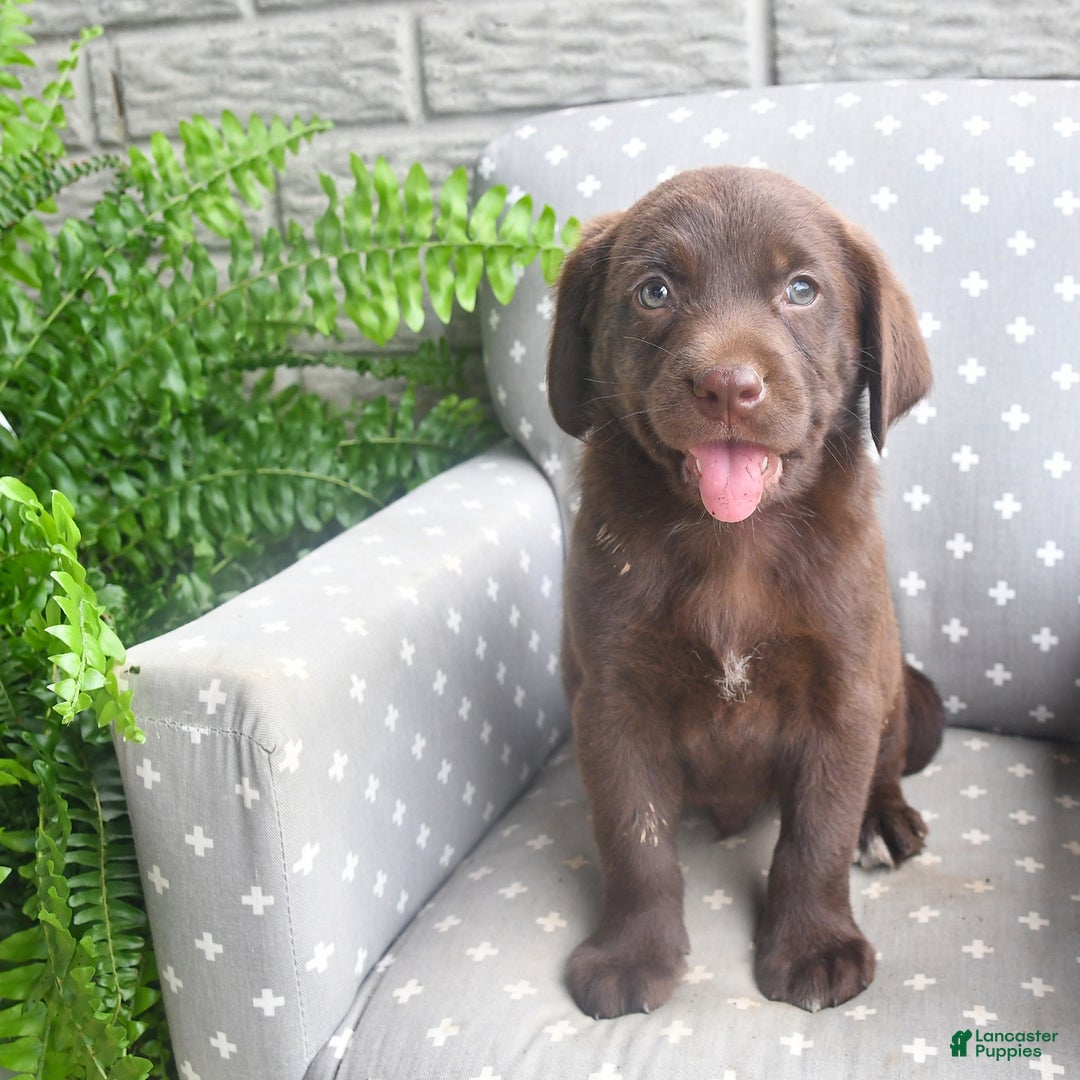 Labrador Retriever dogs for sale: Labrador Retriever 6 puppies - Image 13