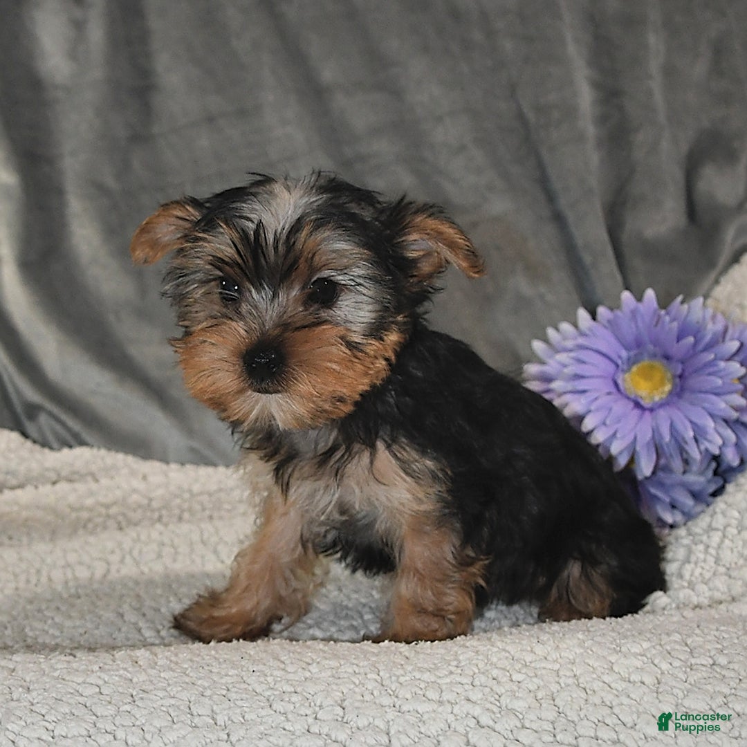 Yorkshire Terrier dogs for sale: Max - Image 2