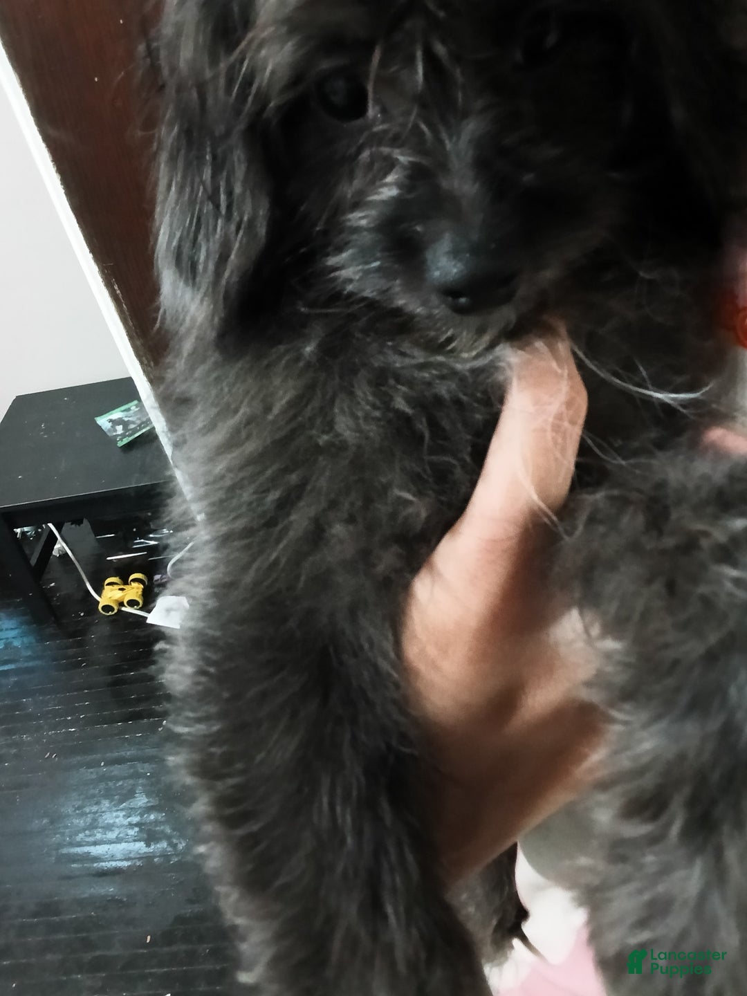 Shihpoo dogs for sale: Pomshihpoo Male Puppy🖤 - Image 2