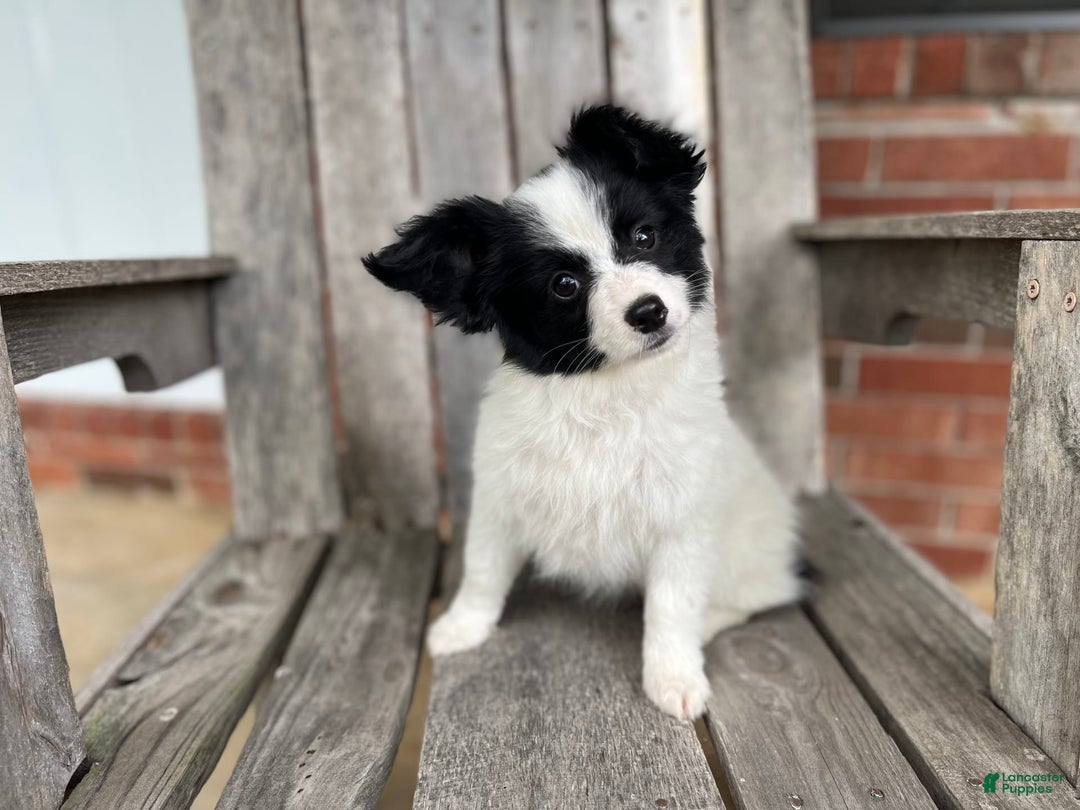 Papillon dogs for sale: Katies Black and White - Image 2