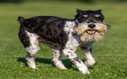 Miniature Schnauzer dogs for sale: Bobby - Image 4