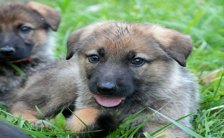 German Shepherd dogs for sale - Ad 2