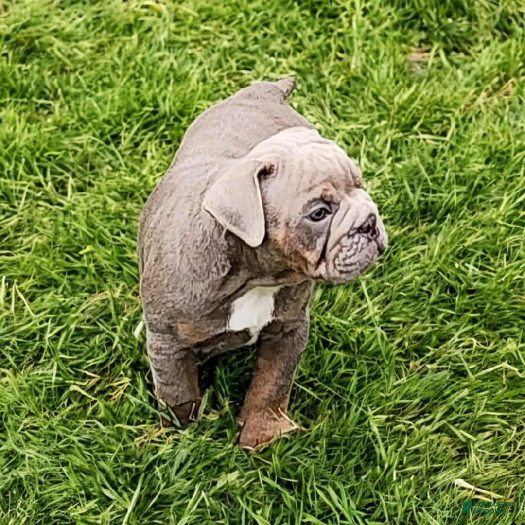 English Bulldog dogs for sale: Velour - Image 2