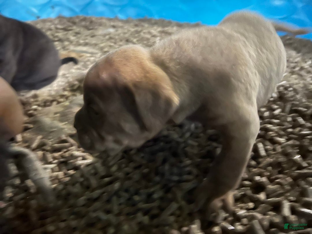 Olde English Bulldogge dogs for sale: Koa - Image 2