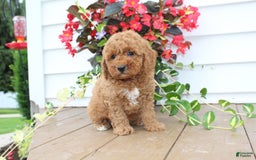 Mini Goldendoodle dogs for sale: Karson - Image 6
