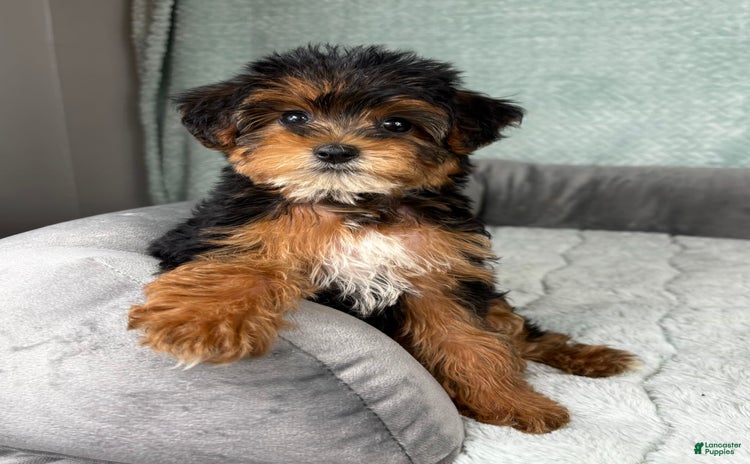 Yorkiepoo dogs - Advert 6