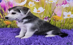 Goberian dogs for sale: Iggy - Image 4
