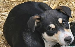 Border Collie dogs for sale: Nicky - Image 1