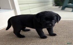 Labrador Retriever dogs for sale: Gracie - Image 3