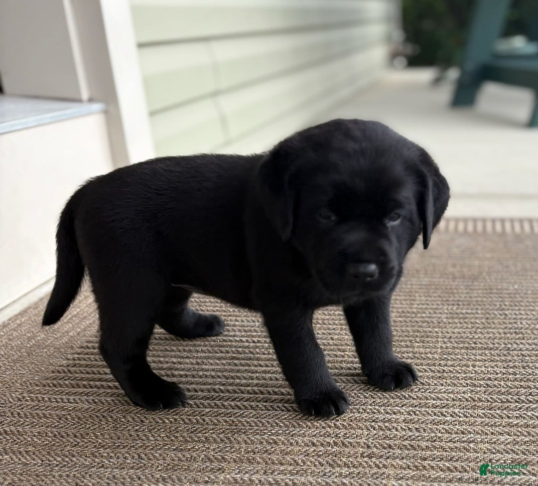 Labrador Retriever dogs for sale: Gracie - Image 3